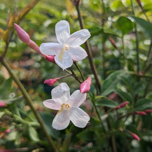 Jasminum polyanthum (Many-flowered Jasmine)