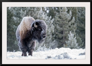 USA, Wyoming, Yellowstone National Park, American Bison, A Frost Covered Bison