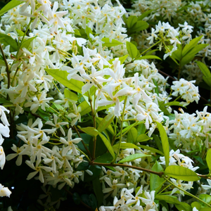 Star Jasmine