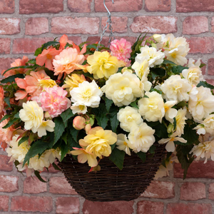 Begonia F1 NonStop Joy Peaches & Dreams | Tray of 28 Value Large Plug Plants