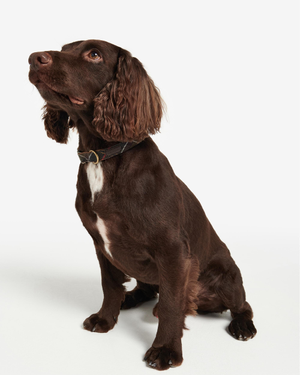 Barbour Tartan/Webbing Dog Collar - Classic Tartan