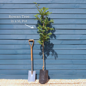 Japanese Rowan Tree | Sorbus commixta 'Carmencita'