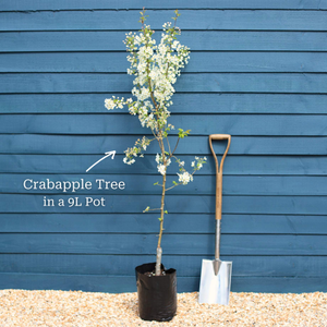 'Yellow Siberian' Crabapple Tree