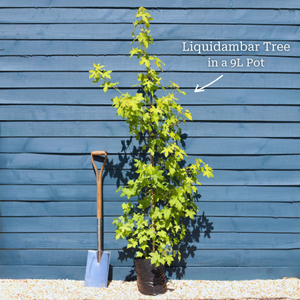 Sweetgum Tree | Liquidambar styraciflua 'Slender Silhouette'