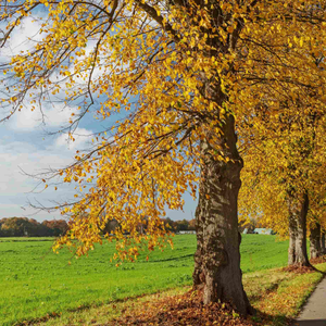 Small-Leaved Lime Tree | Tilia cordata 'Winter Orange'