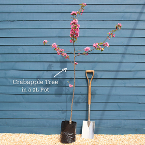 'Crimson Cascade' Purple Crabapple Tree