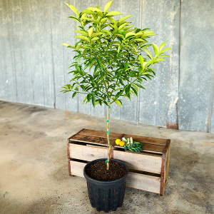 Nagami Sour Kumquat Tree