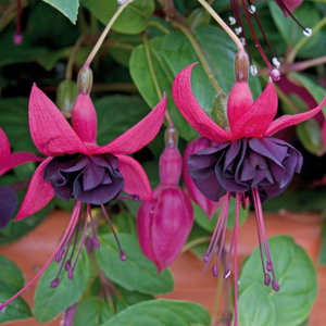 Fuchsia Upright Blackie | Tray of 28 Value Large Plug Plants