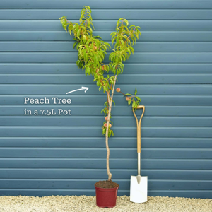 'Taoflora Red' Peach Tree