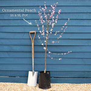 'Taoflora White' Peach Tree