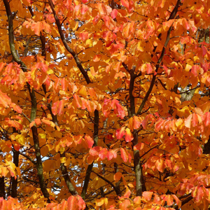 Persian Ironwood Tree | Parrotia persica 'Vanessa'
