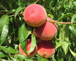 La Feliciana Peach Tree