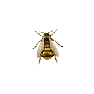 Enamelled Bee Brooch (Left)