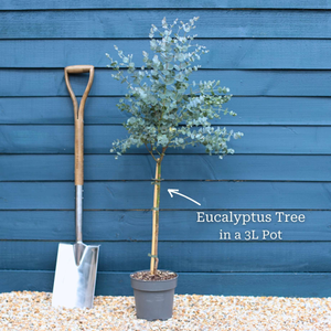 Patio Eucalyptus Tree | Eucalyptus gunnii 'Azura'®
