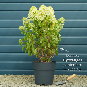 Hydrangea paniculata 'Limelight'