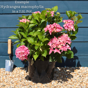 Hydrangea macrophylla 'Little Blue'