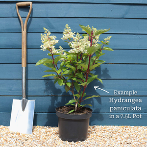 Hydrangea paniculata 'Candlelight'