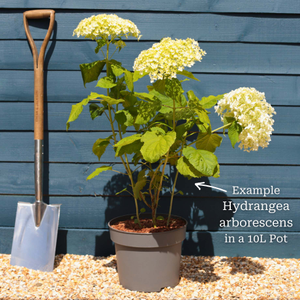 Hydrangea arborescens 'Annabelle'