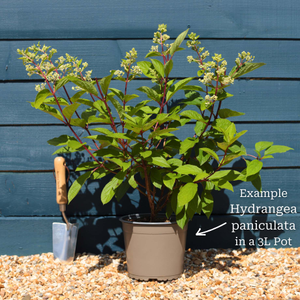 Hydrangea paniculata 'Little Spooky'