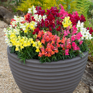 Antirrhinum Candy Tops Mixed | 5 x 6cm Garden Ready Biodegradable Potted Plants
