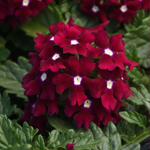 Verbena EnduraScape Burgundy Eye | 5 x 6cm Garden Ready Biodegradable Potted Plants