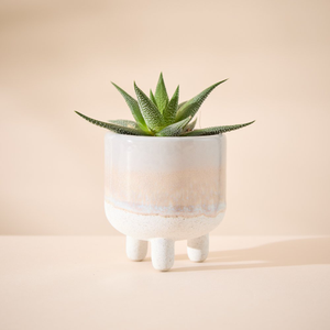 Haworthia Plant in Glazed Mini Planter