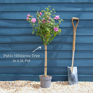 Patio Hibiscus Tree | Hibiscus syriacus 'Magenta Chiffon'®