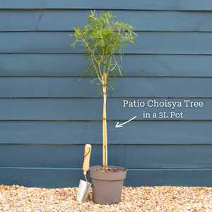 Patio Choisya Tree | Choisya 'White Dazzler'®