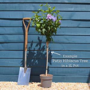 Patio Hibiscus Tree | Hibiscus syriacus 'Blue Chiffon'®