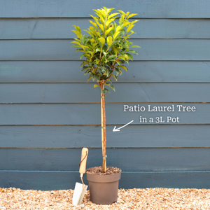 Patio Portuguese Laurel Tree | Prunus lusitanica 'Brenelia'®