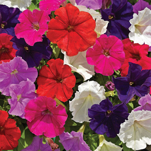 Petunia F1 Picobella Mixed | Tray of 10 x 5cm Garden Ready Plants