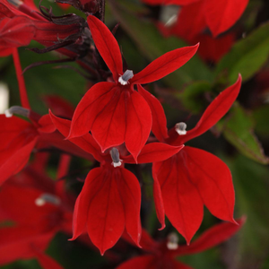 Lobelia Starship Scarlet  | Tray of 40 Garden Ready 5cm Plants