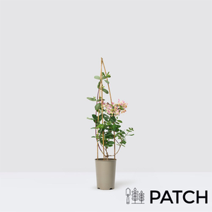 PATCH Outdoor 'Harriet' the Honeysuckle Plant