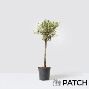 PATCH Outdoor 'Ollie' the Olive Tree
