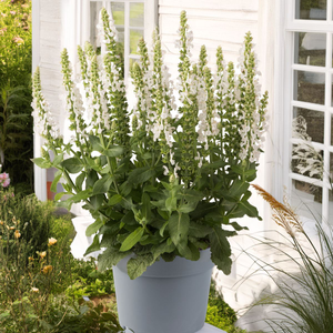 Salvia Sensation Medium White | 1 Litre Garden Ready Plant