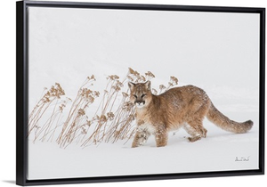 Snowy Mountain Lion Cub