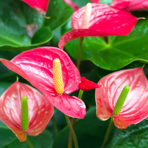 Anthurium andraeanum (Flamingo Flower)