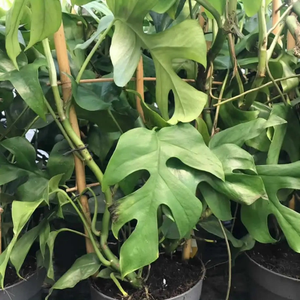 Mini Monstera (Rhaphidophora tetrasperma)