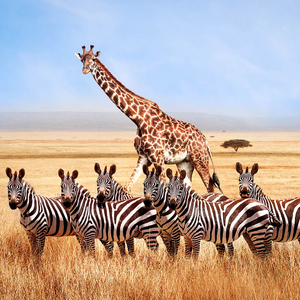 South African Safari – Royal Morubisi
