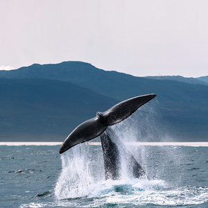 Ultimate South Africa Whale-Watching Special Departure