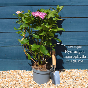 Hydrangea macrophylla 'Libelle'