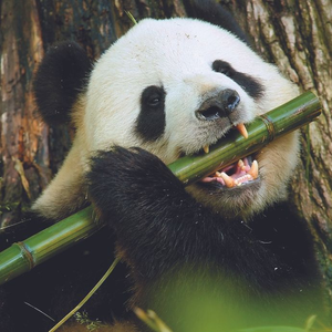 Inspirational China & Yangtze Cruise