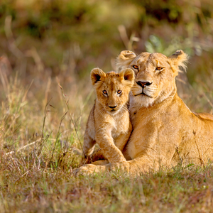 Royal Morubisi Safari Adventure