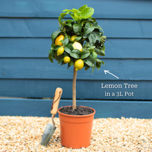 The Lemon Tree Gift