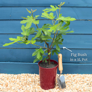 The Fig Tree Gift