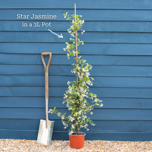 The Star Jasmine Gift