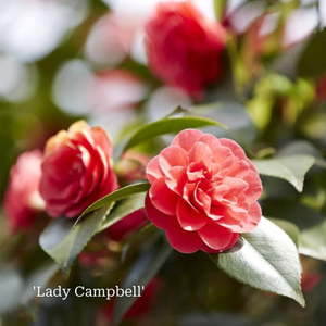 The Camellia Gift