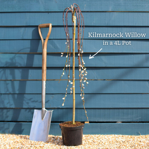 The Dwarf Weeping Willow Tree Gift