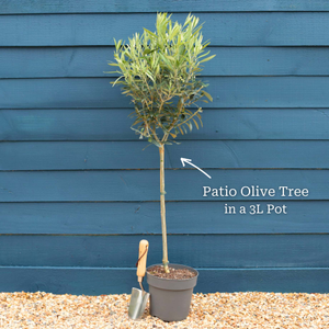 The Olive Tree Gift