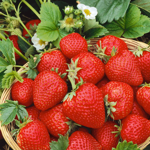 Strawberry Cambridge Favourite x5
